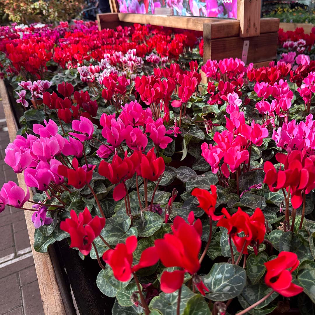 Cyclamen Festival 1