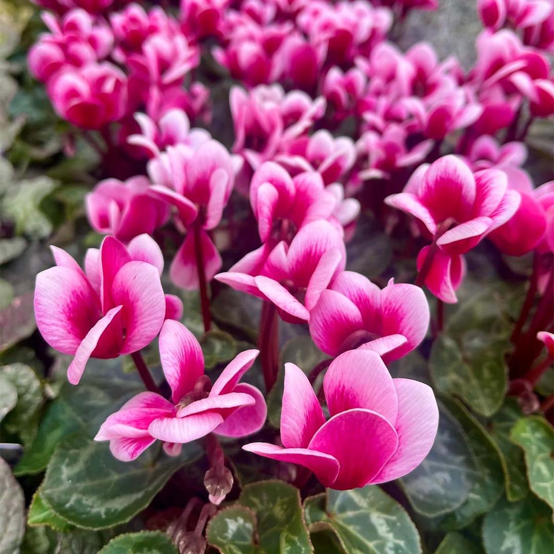 Cyclamen Festival 2