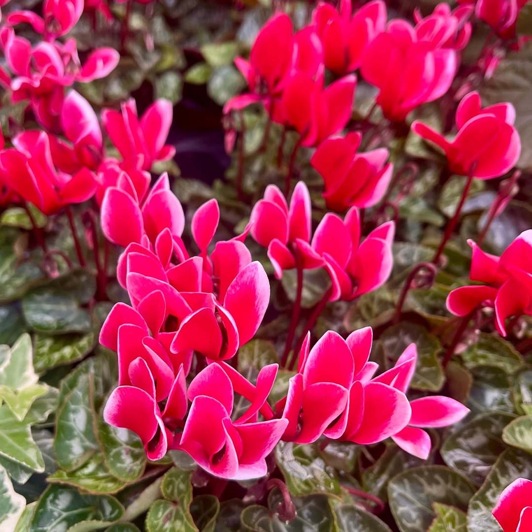 Cyclamen Festival 3