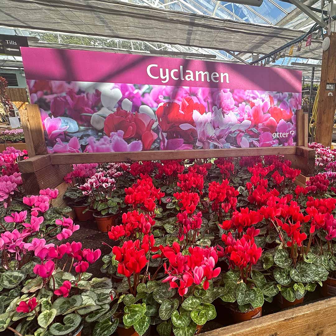 Cyclamen Festival 6