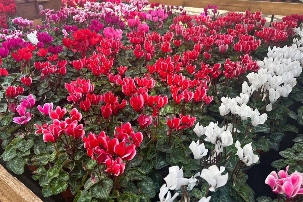 Cyclamen Festival 7