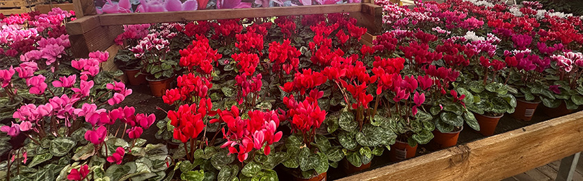 Cyclamen grown by Otter 2