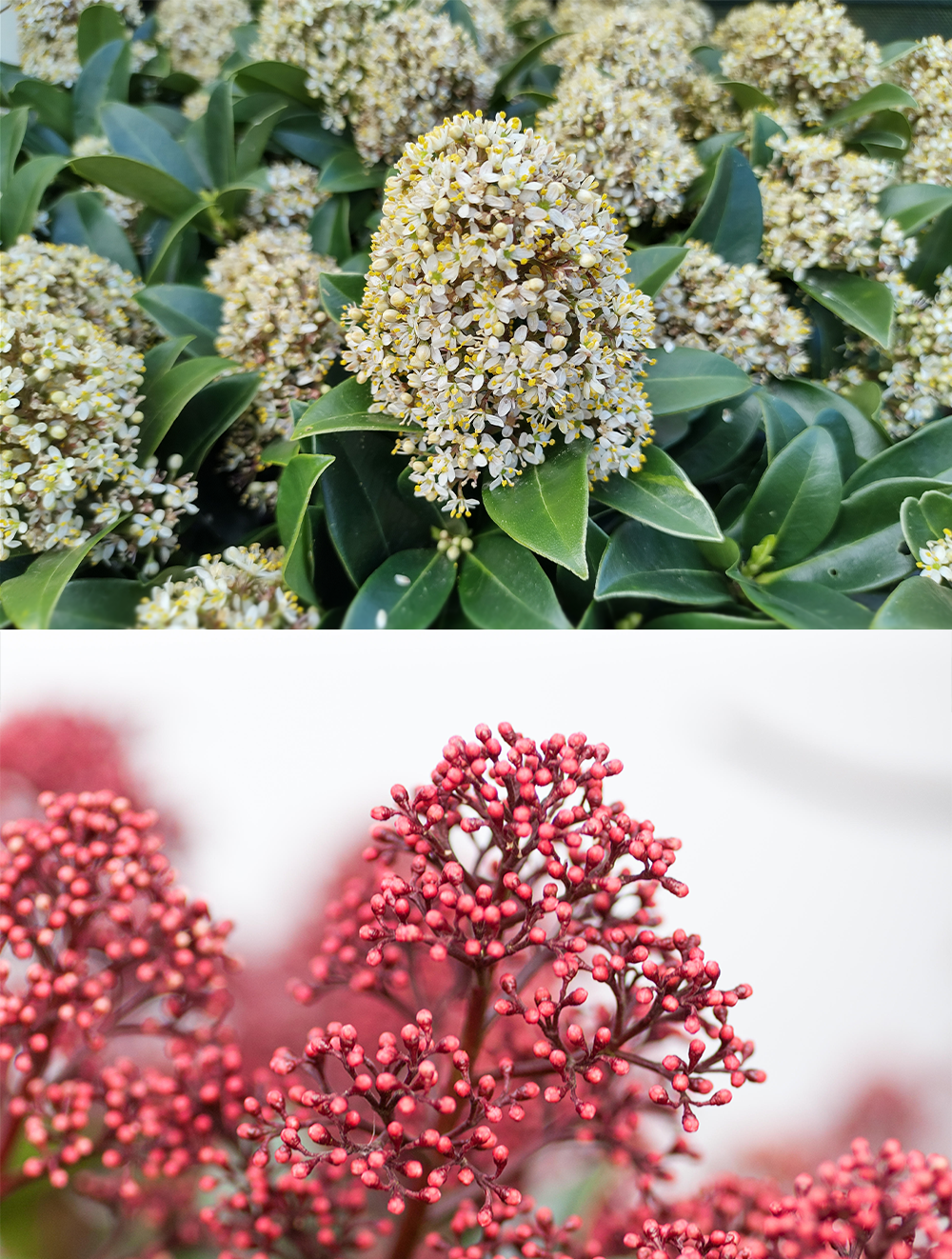 midjourney-editor-1759233484432