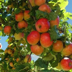 Apple Trees