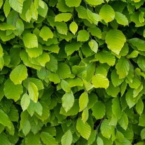Beech Hedge