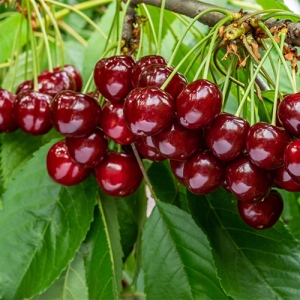 Cherry Tree Fruit