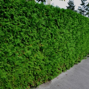 Conifer Hedge