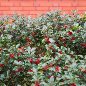 Ilex (Holly) Hedge
