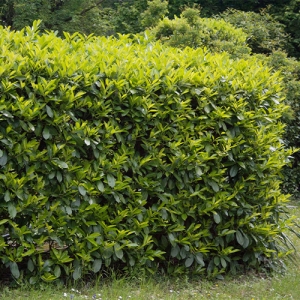 Laurel Hedge