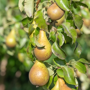 Pear Tree