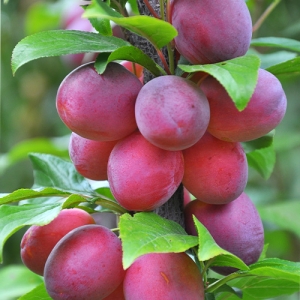 Plum Tree