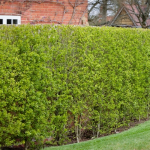 Privet Hedge