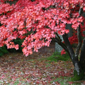 Red Maple Acer