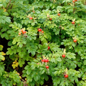 Rosa rugosa hedge