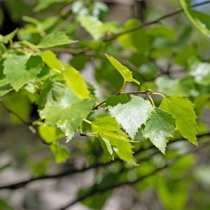 Silver birch tree